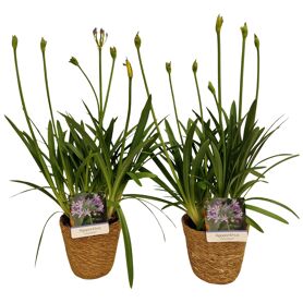 Agapanthus Charlotte 4+ Mand Zeegras