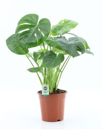 Monstera Deliciosa
