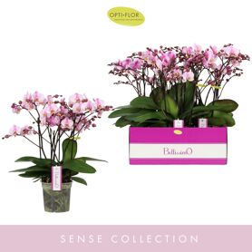 Phal Bellissimo Angelo 4 Tak