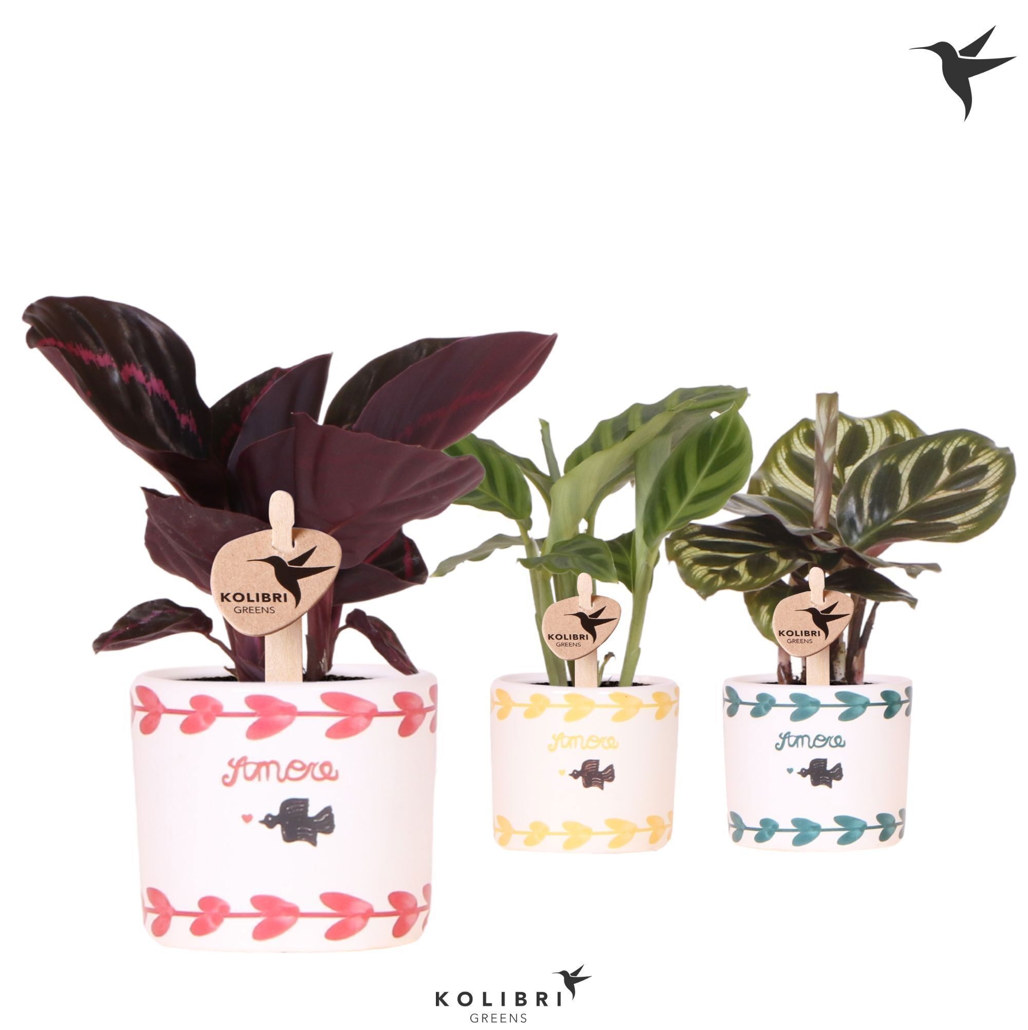 Calathea Gemengd Keramiek Amore