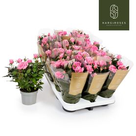 Ro Kordana Grande Esmeralda