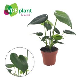Monstera Deliciosa Tauerii