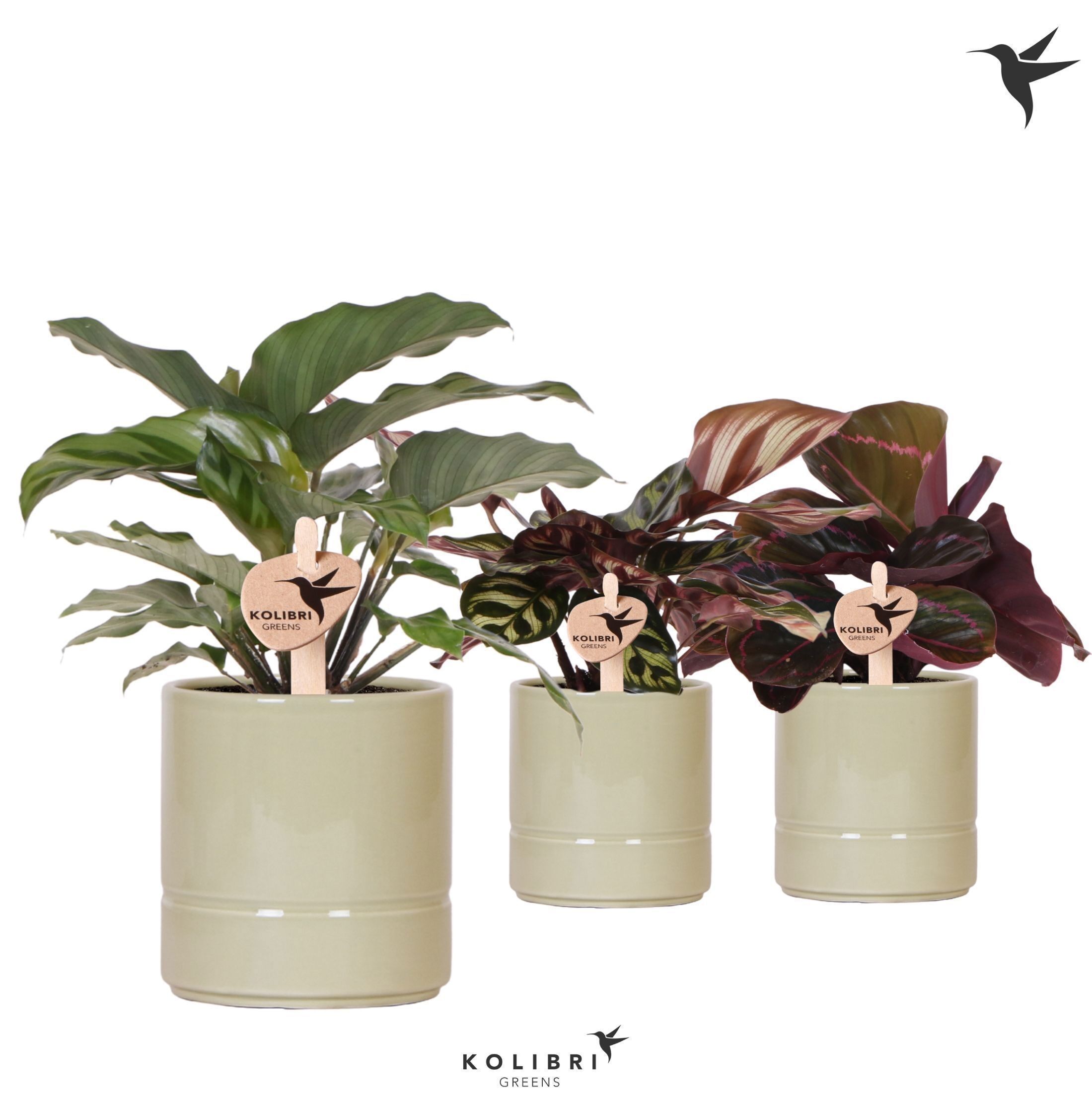 Calathea Gemengd Keramiek Pastel