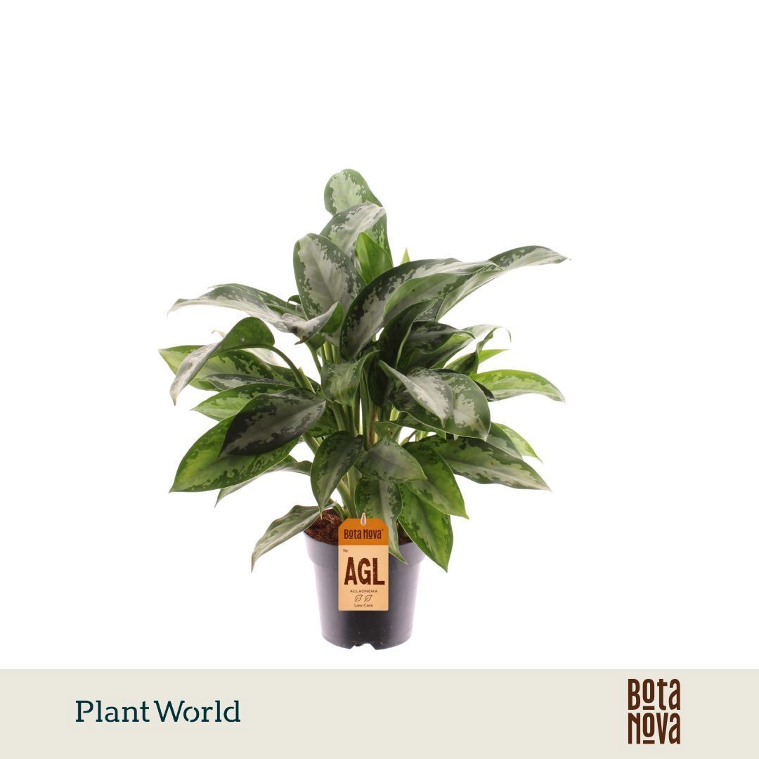 Aglaonema Jubilee Petite