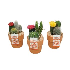 Cactus Gemengd + Ent Keramiek Terracotta
