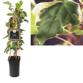 Hedera Al Gloire De Marengo