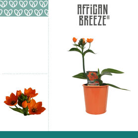 Ornithogalum Dubium Oranje 1pp In Ompot Zara