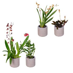 Brassia Titanium Treasure Gemengd 2 Tak Keramiek