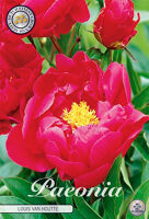 Bloembol Paeonia Louis Van Houtte (x1)
