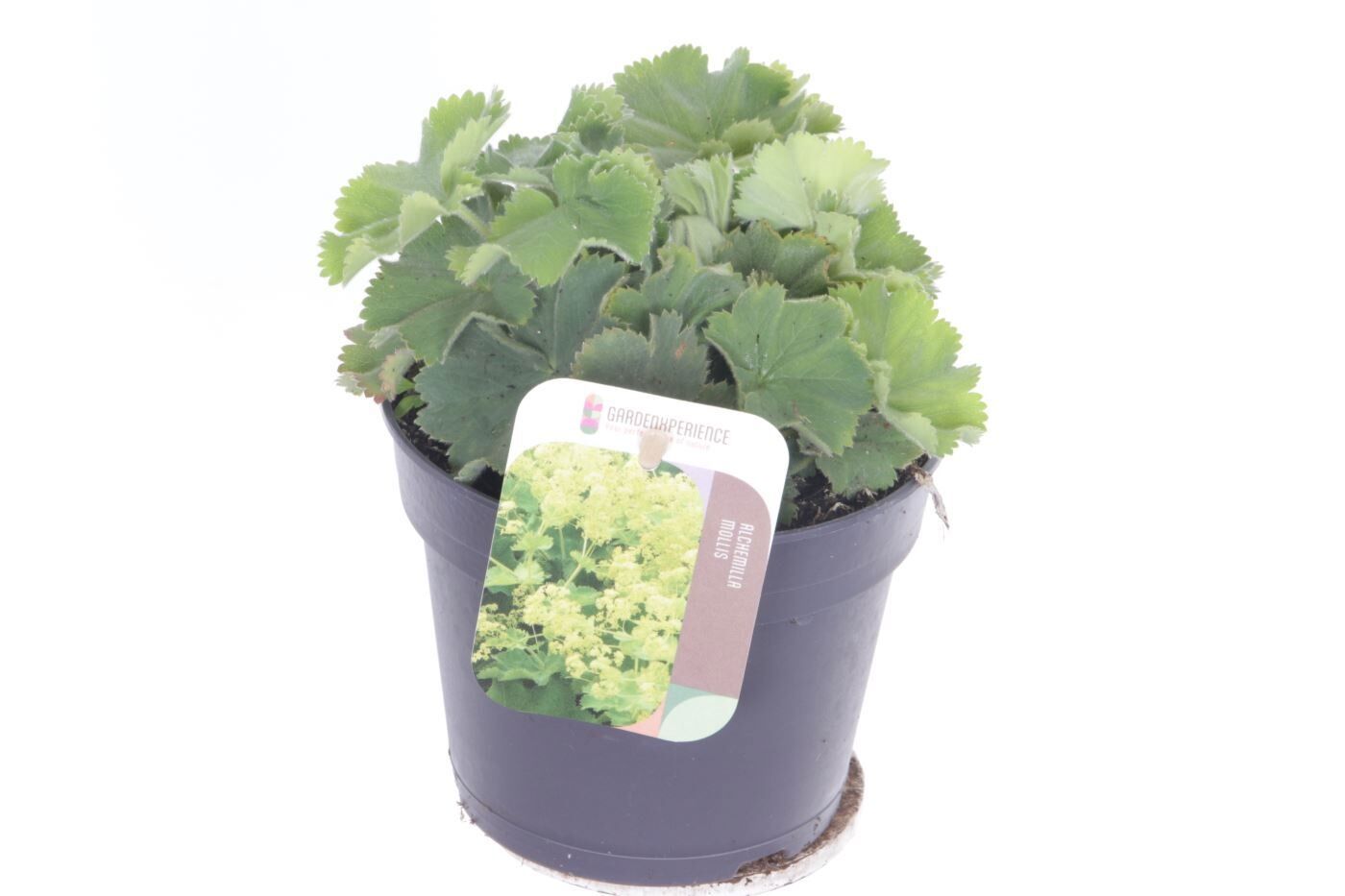 Alchemilla Mollis