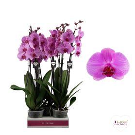 Phal 2 Tak 70cm Orlando