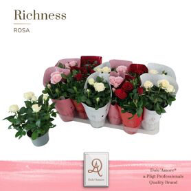 Ro Gemengd Valencia Dolc'amore Hoes Metallic Tst
