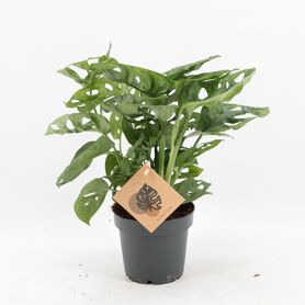 Monstera Ad Monkey Leaf