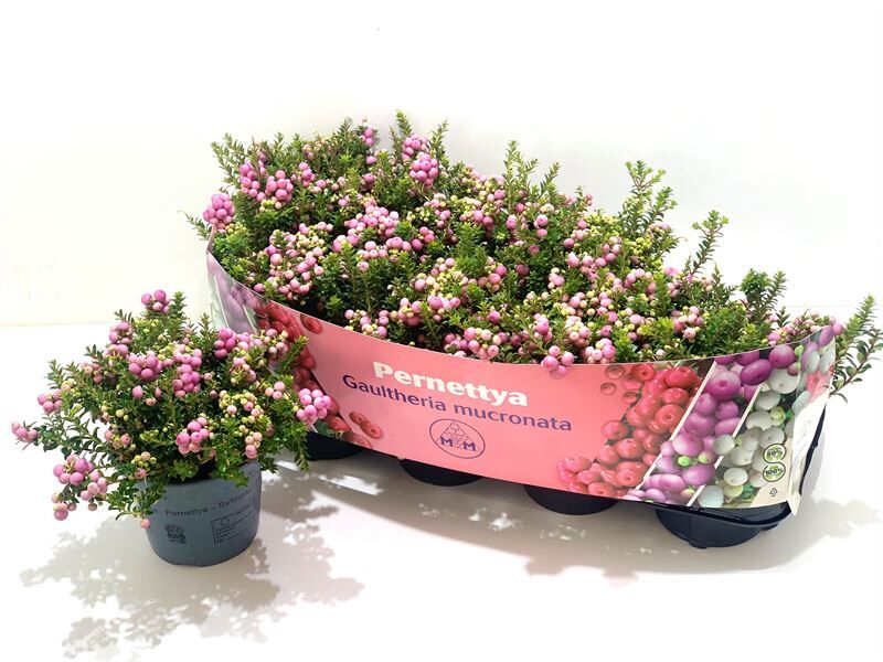 Pernettya Mucronata Roze