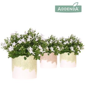 Camp Addenda Ambella White Keramiek Bloom