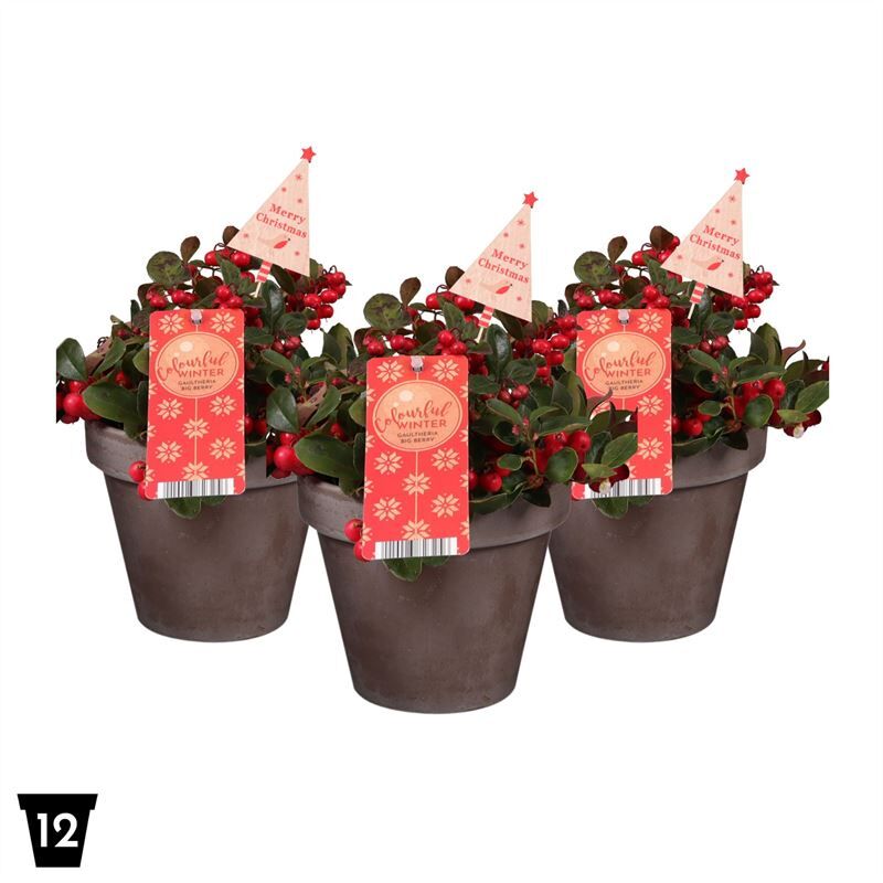 Gaultheria Pr Big Berry Keramiek Terracotta + Ste