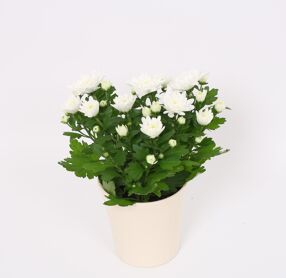 Chrys Wit Keramieki Wit