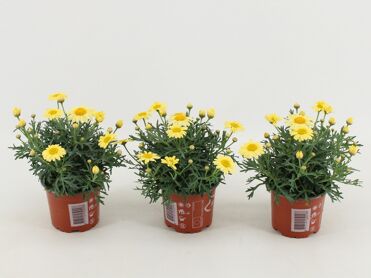 Argyr Frut La Rita Yellow