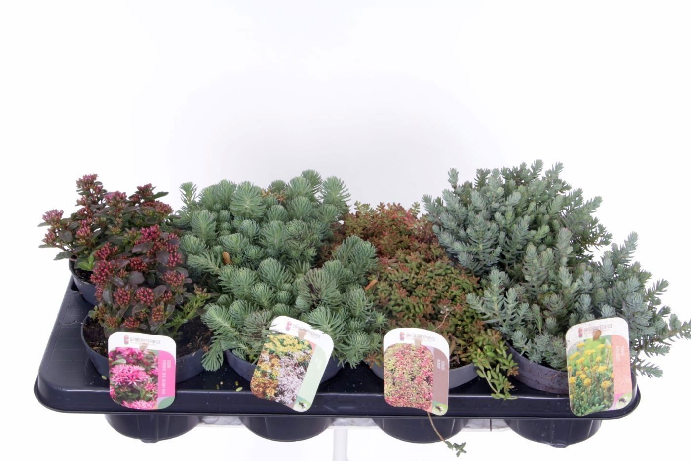 Sedum Gemengd