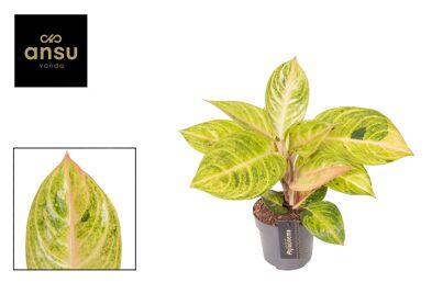 Aglaonema Peppermint Pink