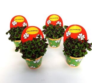 Oxalis Deppei Geluk Nederlands