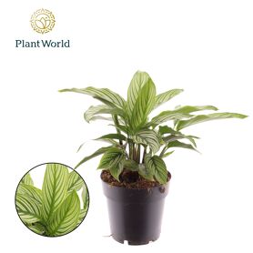 Calathea