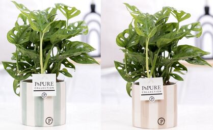 Monstera Adansonii Keramiek Eline