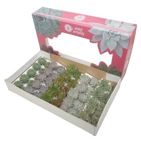 Echev Gemengd Nature Cutflowers