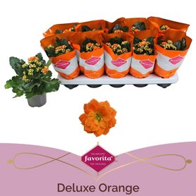 Kalan Gev Oranje Deluxe
