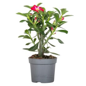 Adenium Obesum Rood