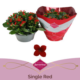Kalan Bl Rood Tst