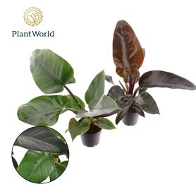 Phil Gemengd Feel Green