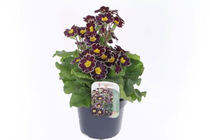Primula El Mister Black Laced