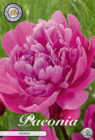 Bloembol Paeonia Jadwiga (x1)