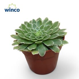 Aeonium Tabiliformis Variegata