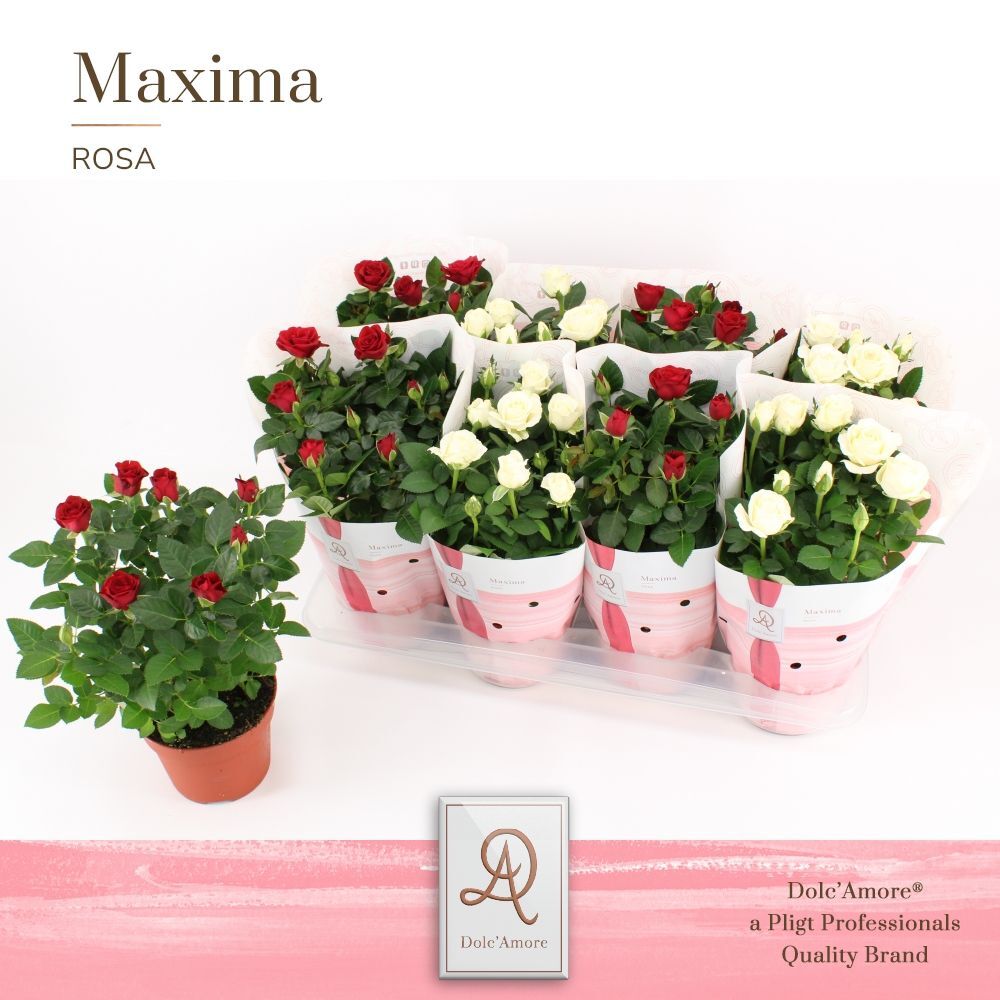 Ro Gemengd Rood & Wit Roma Dolc'amore Hoes Maxima