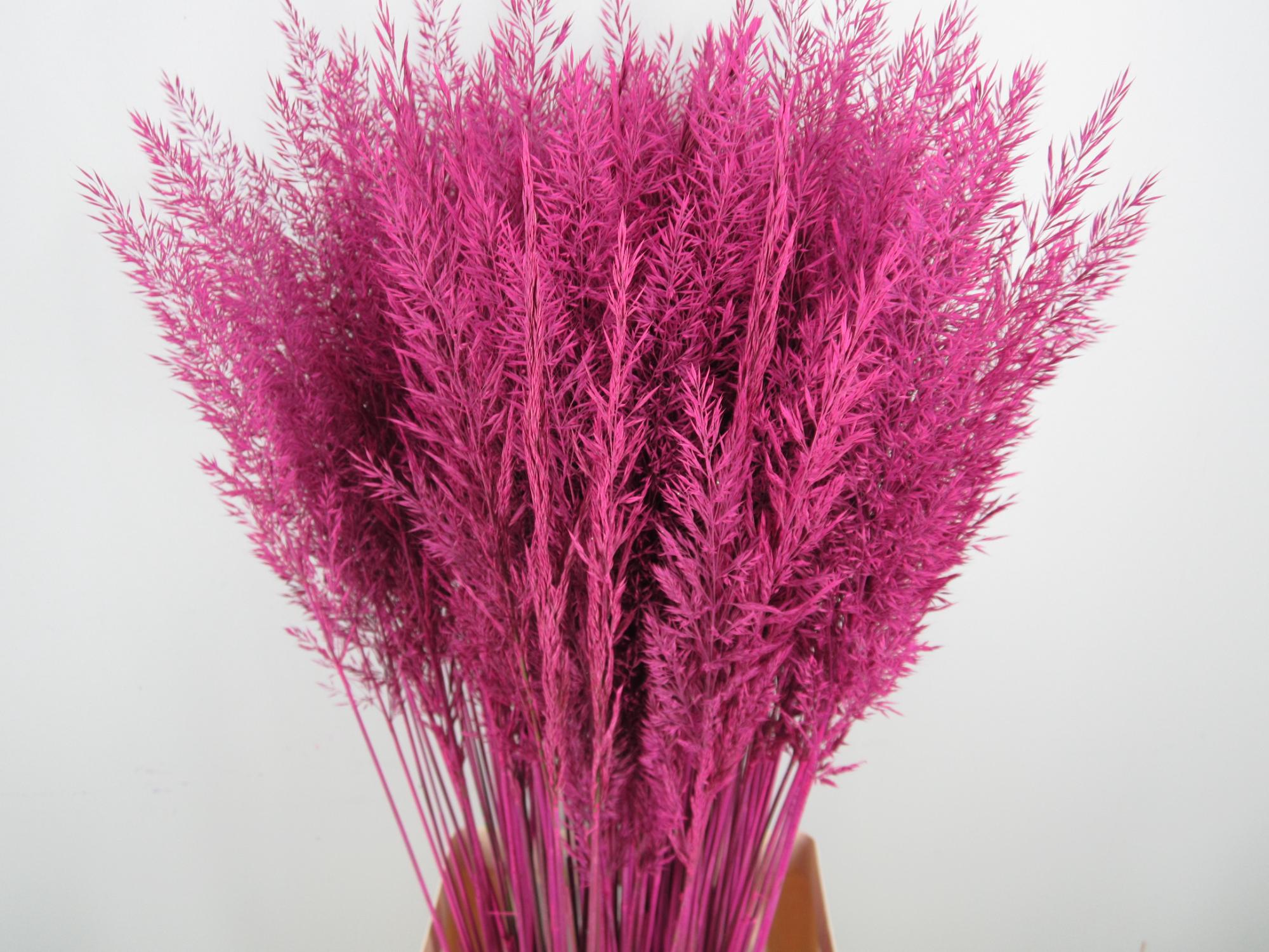 Calamagrostis Brachy Cerise