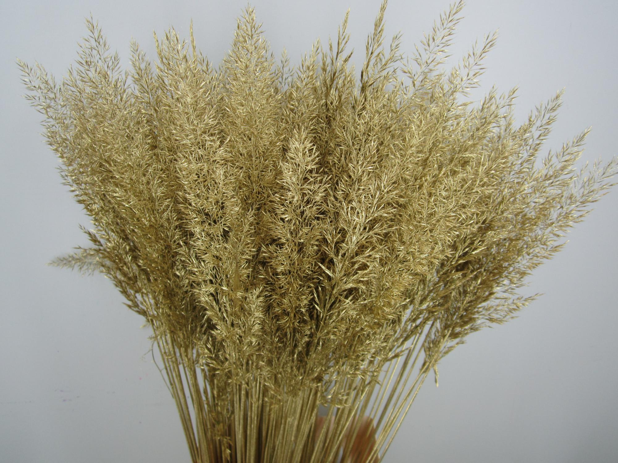 Calamagrostis Brachy Goud
