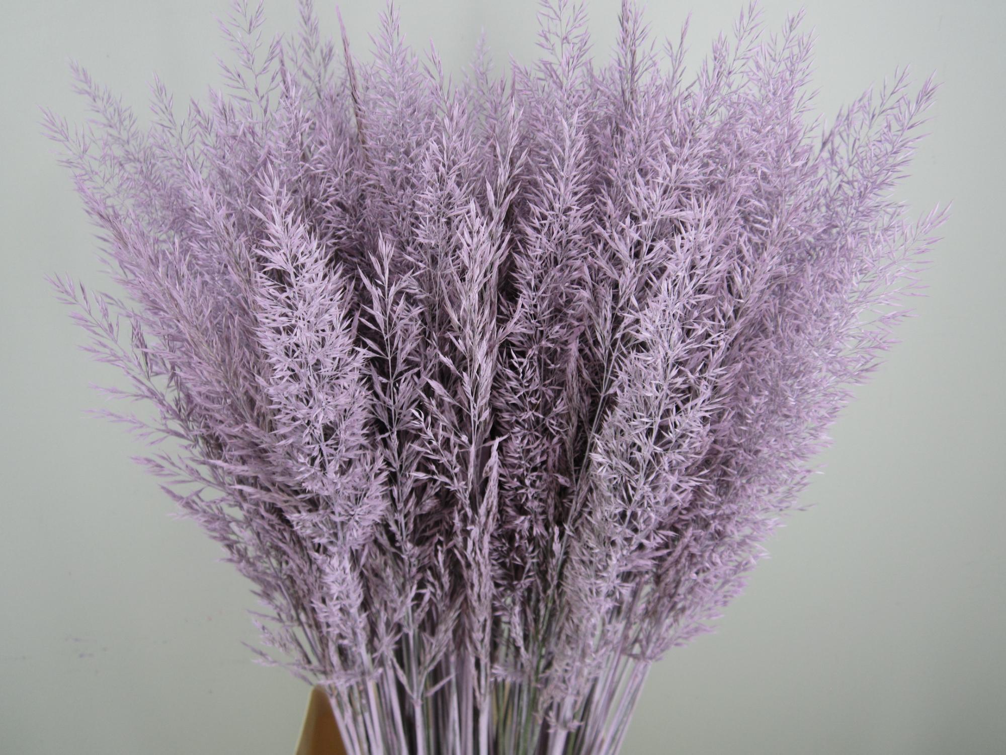 Calamagrostis Brachy L Milka