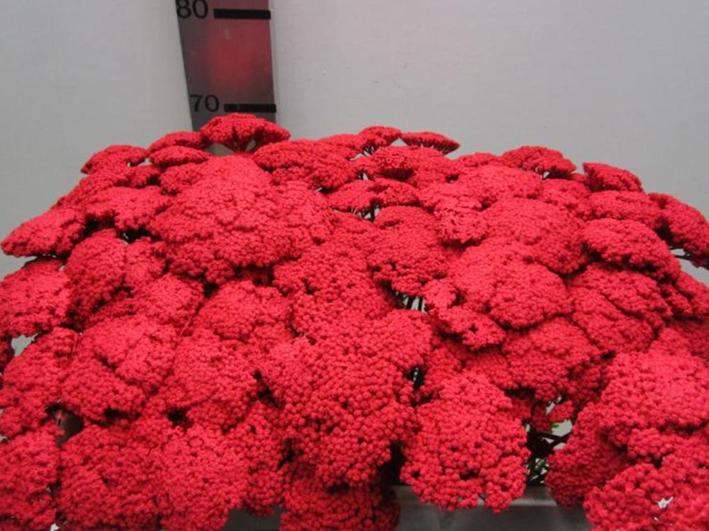Achillia Rood