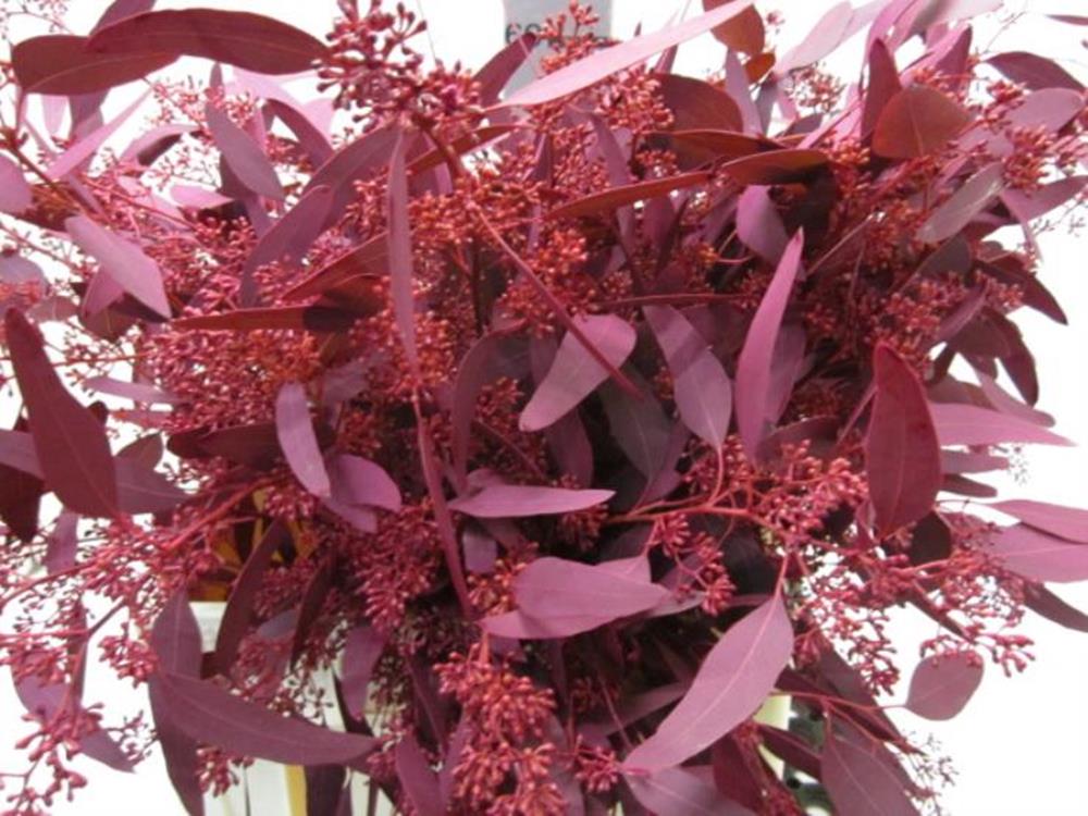 Euc Pop Bes Dark Cerise