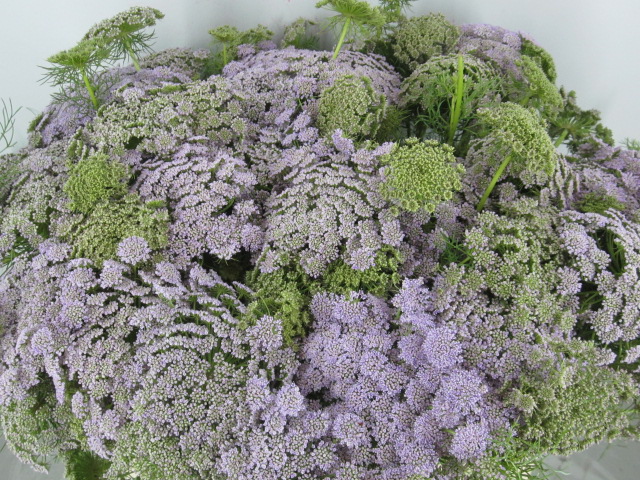 Ammi Vis Sweet Milka