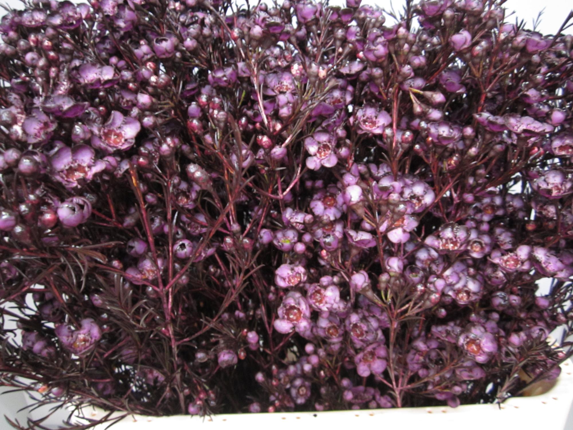 Chame Tal Aubergine
