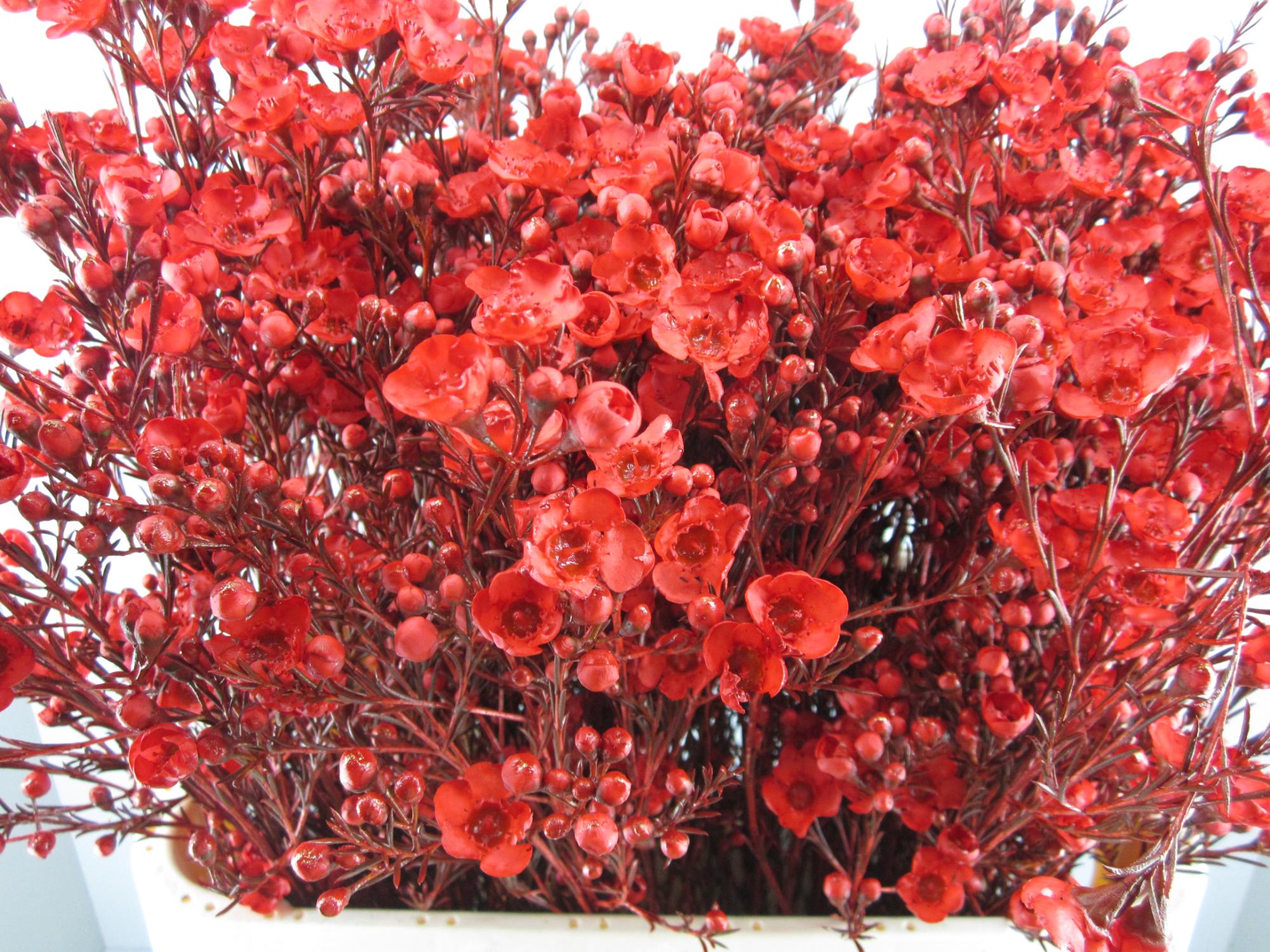 Chame Tal Rood