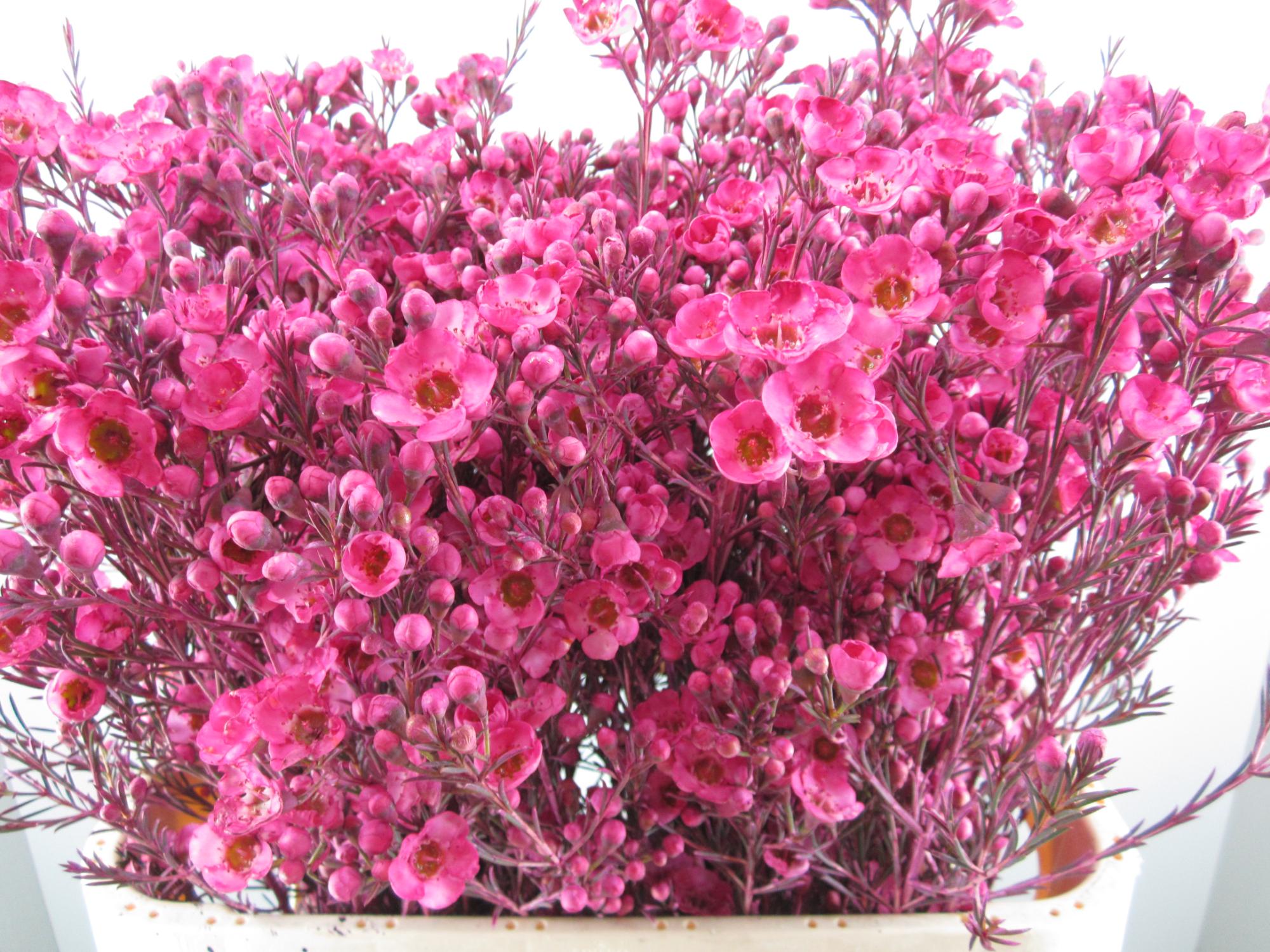 Chame Tal Cerise