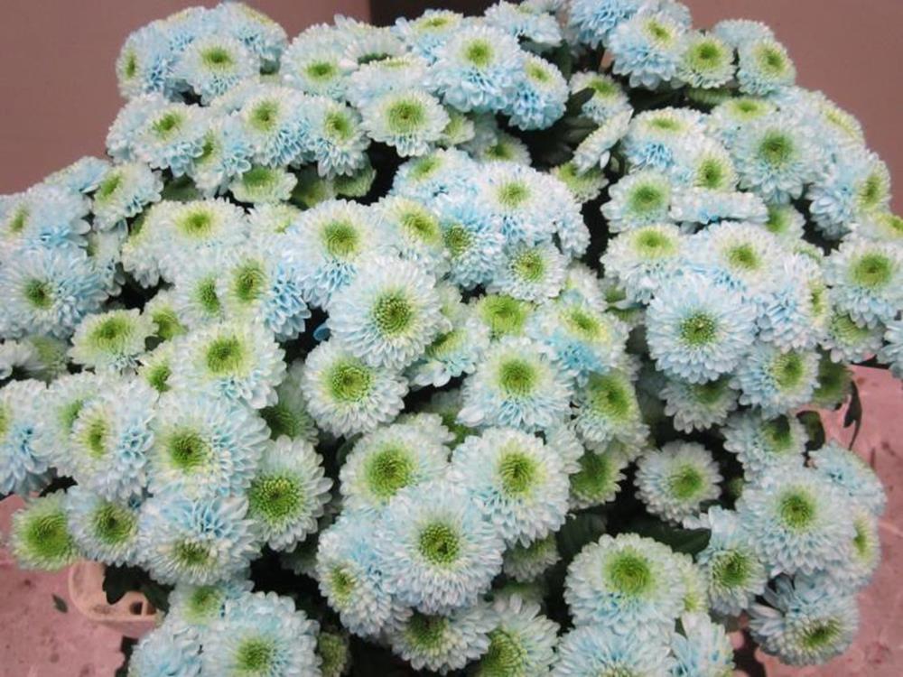 Chr San Ferry Sweet Blauw