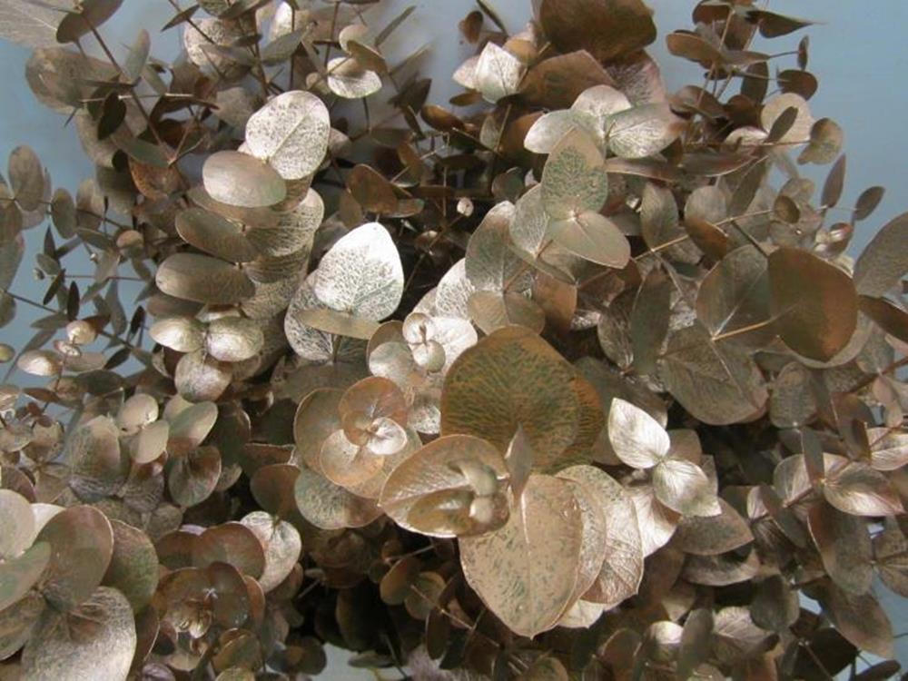 Euc Cinerea Koper
