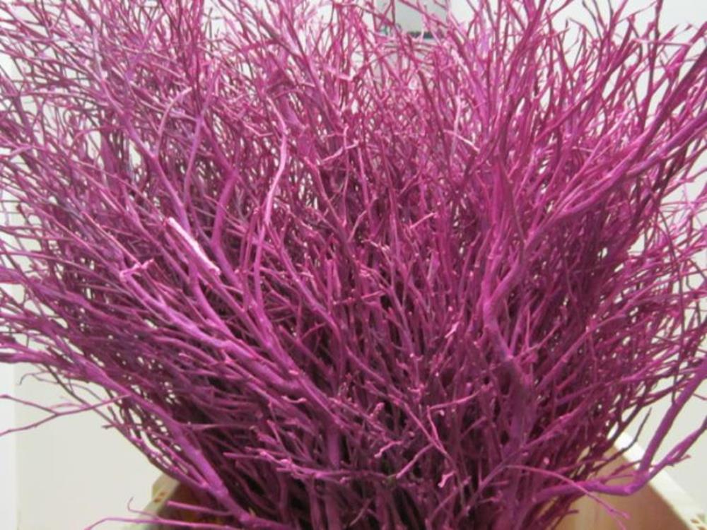 Heidelbeer Cerise