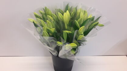 Mono Lelie Lf Watch Up X 3