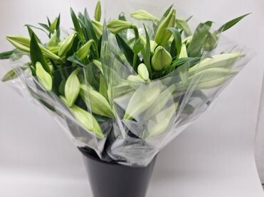 Mono Lelie Longi Wit X5